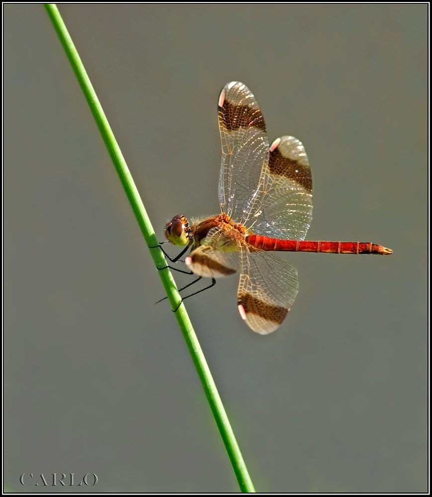 libellula