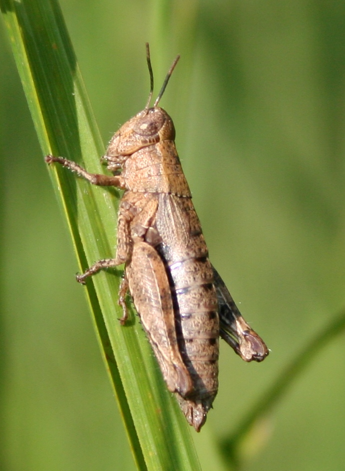 cavallettina a castellazzo