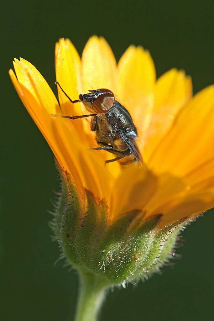 mosca infiorettata