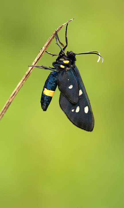 Amata phegea