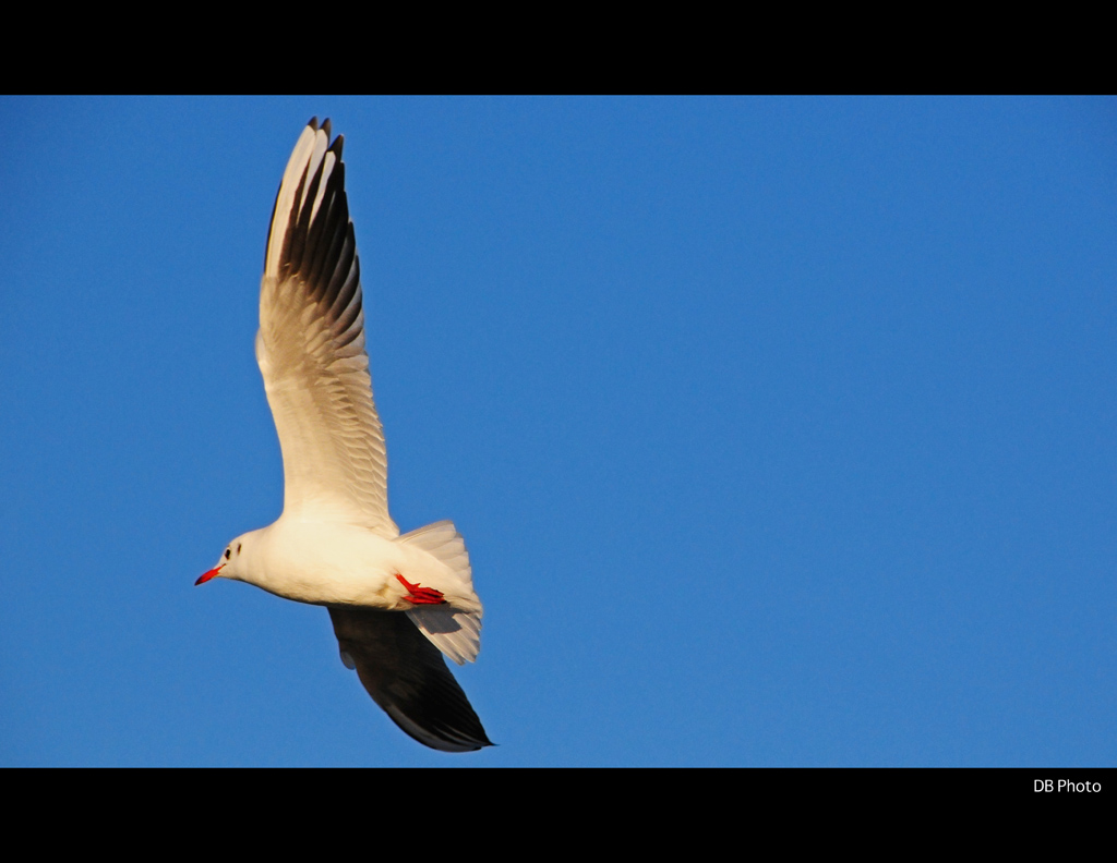 Libert� - The Seagull