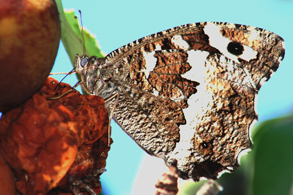 Che buona questa pera