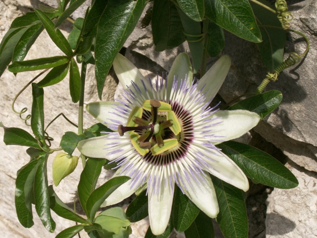 Un fiore dalla Croazia...