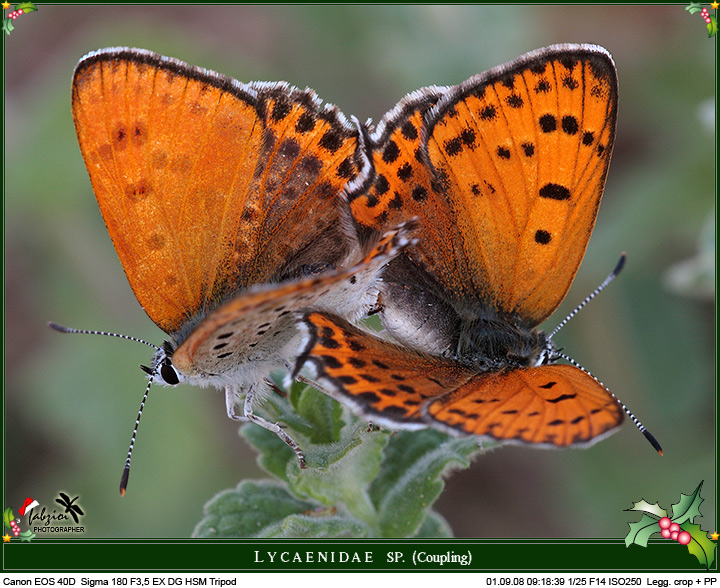 Frenesia... l'apoteosi!