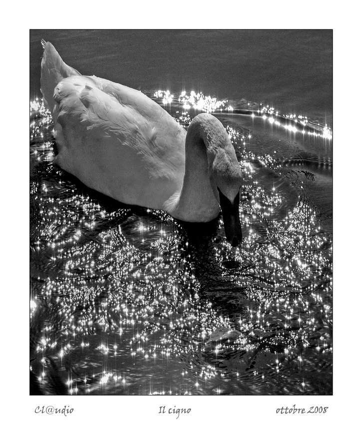 Il cigno