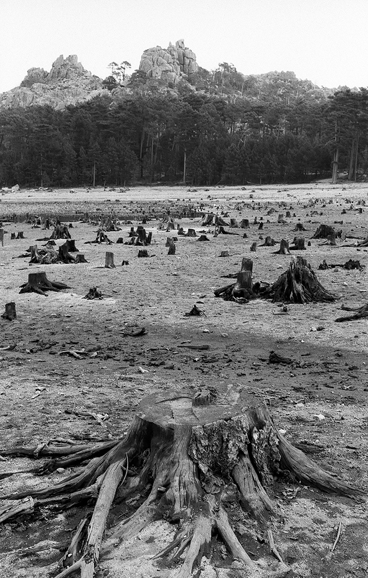 Foresta dell'Ospedale #2