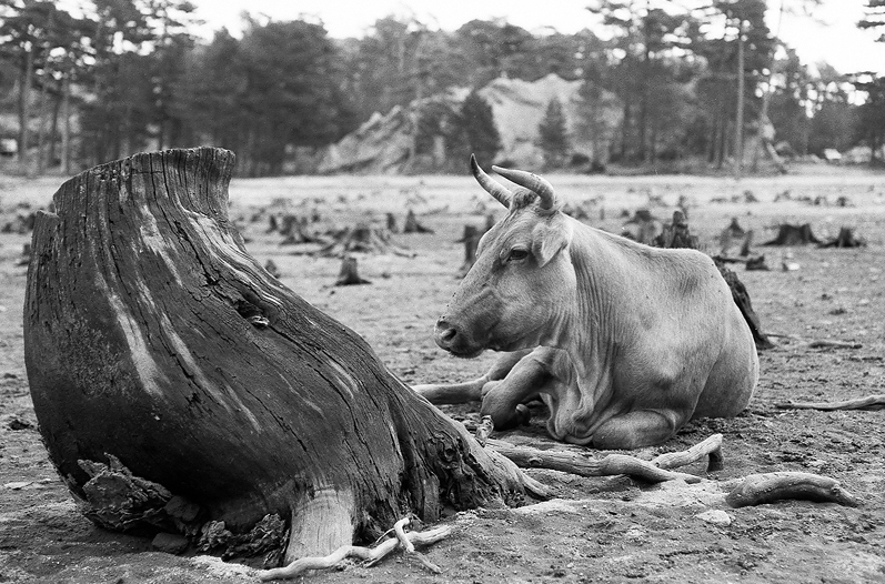 Foresta dell'Ospedale #4