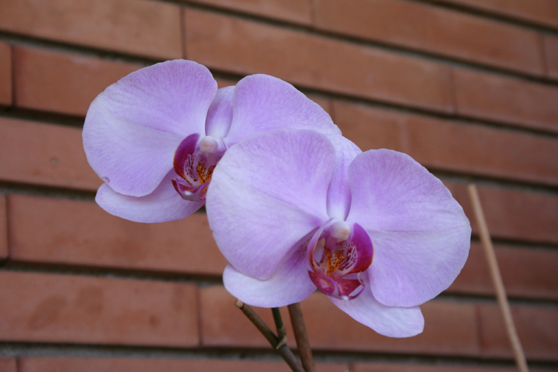 orchidea