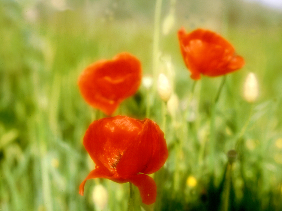 3 papaveri