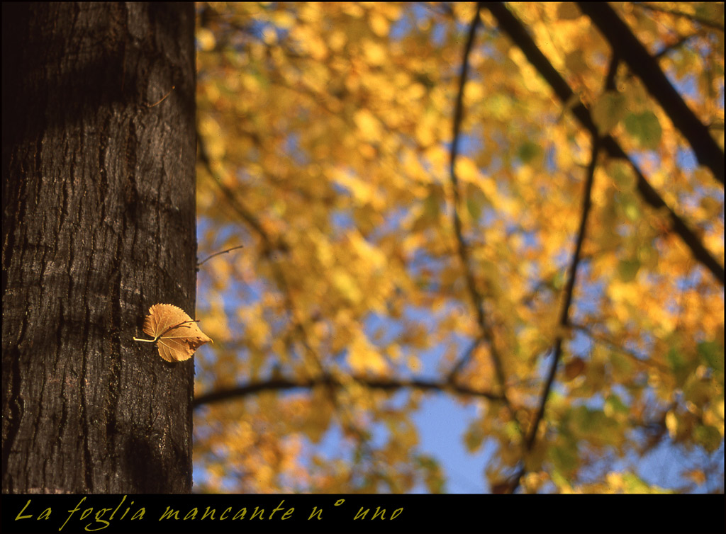 LaFogliaMancanteNumeroUno