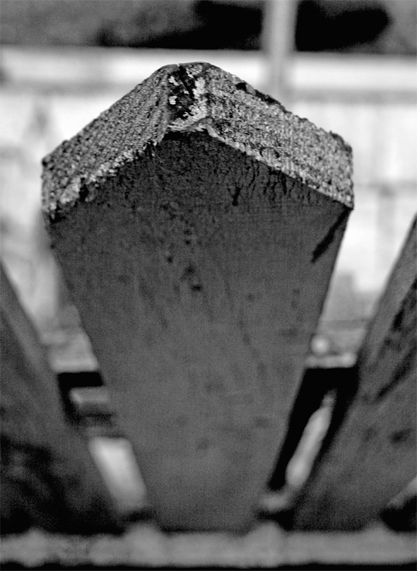 solo un paletto di frassino pu� uccidere i vampiri...