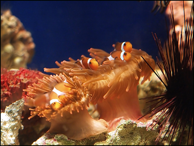 Anemone con pesci pagliaccio