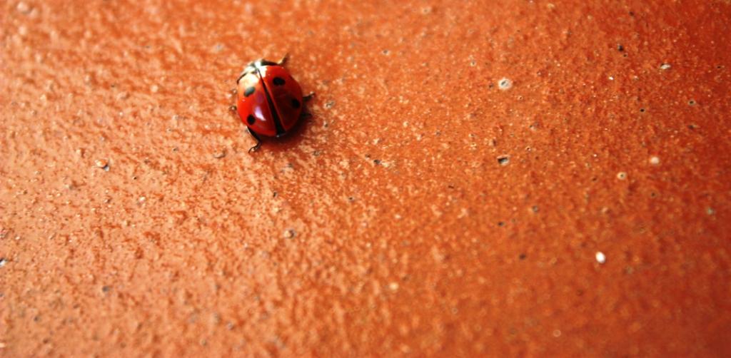 La coccinella dai sette punti