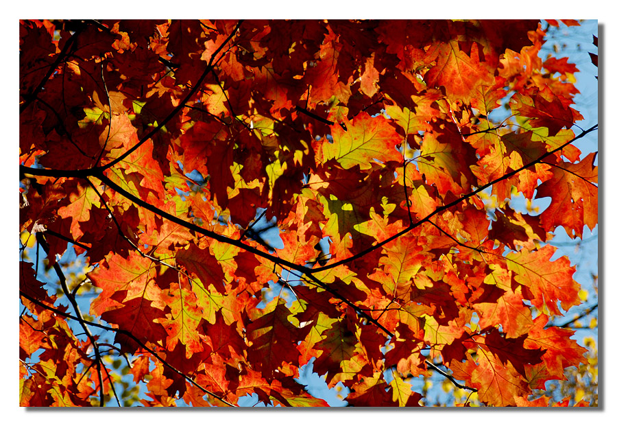 I colori dell'autunno