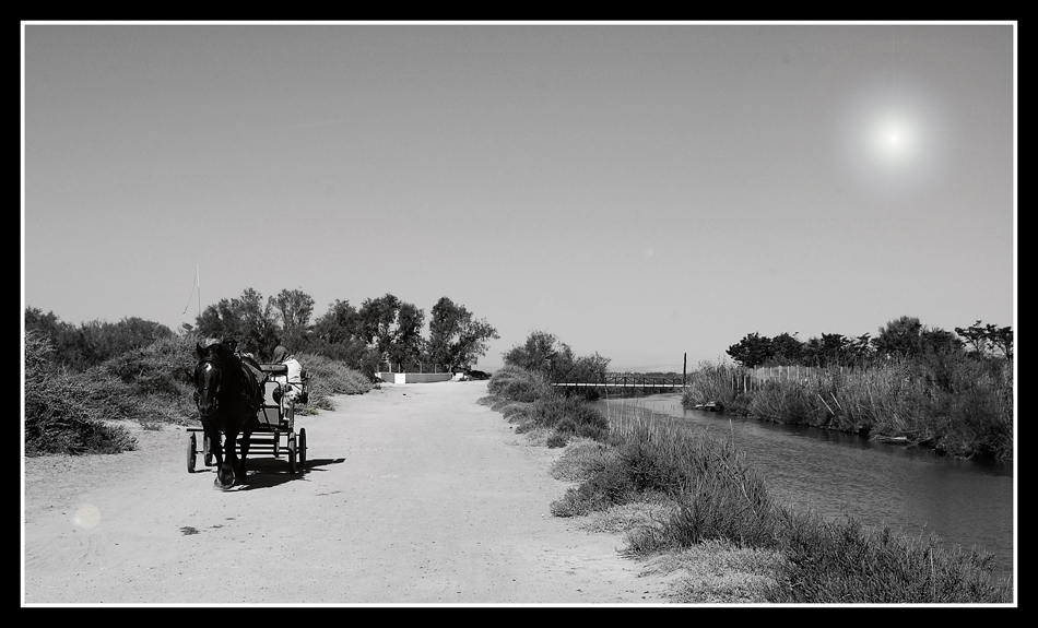 Camargue