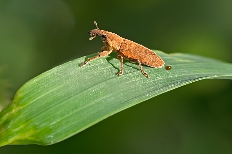 ..ho fatto la cacchina..