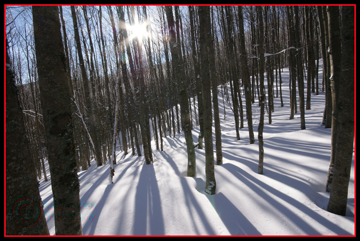 sottobosco innevato