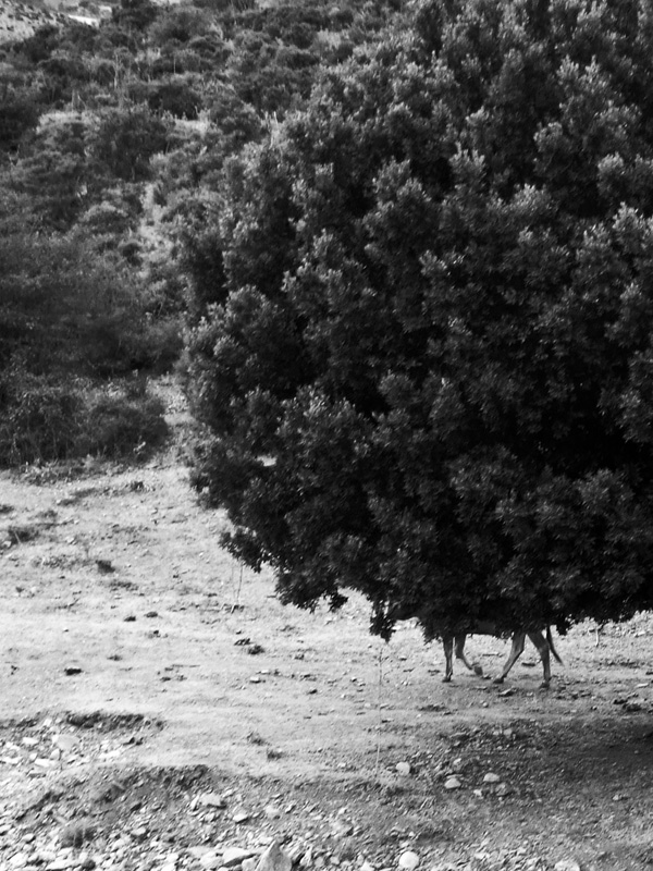 Sardegna, Agosto 2008