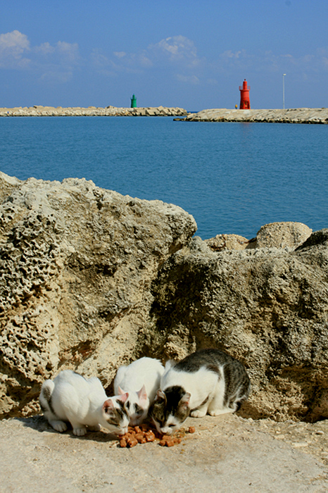 NON CI SONO PIU' I GATTI DI UNA VOLTA......