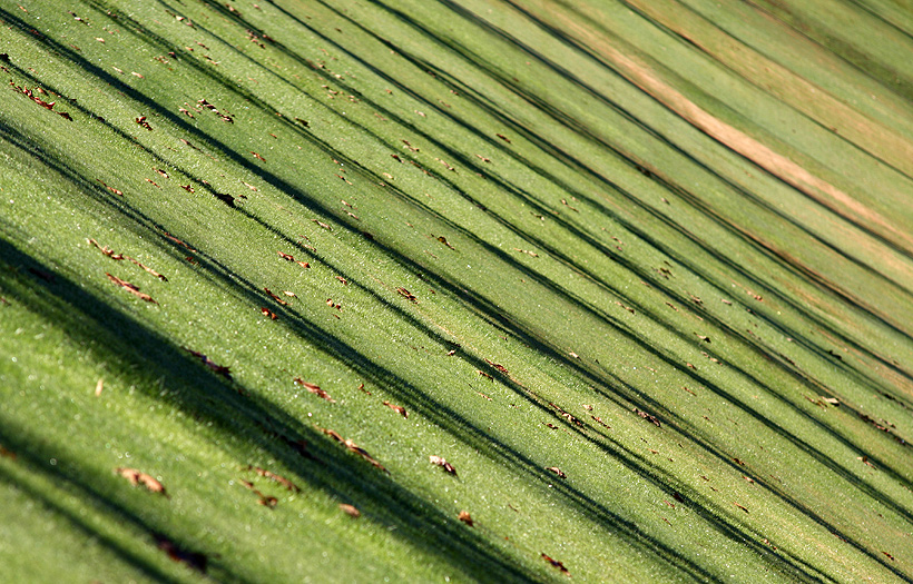 Ombre su prato con foglie