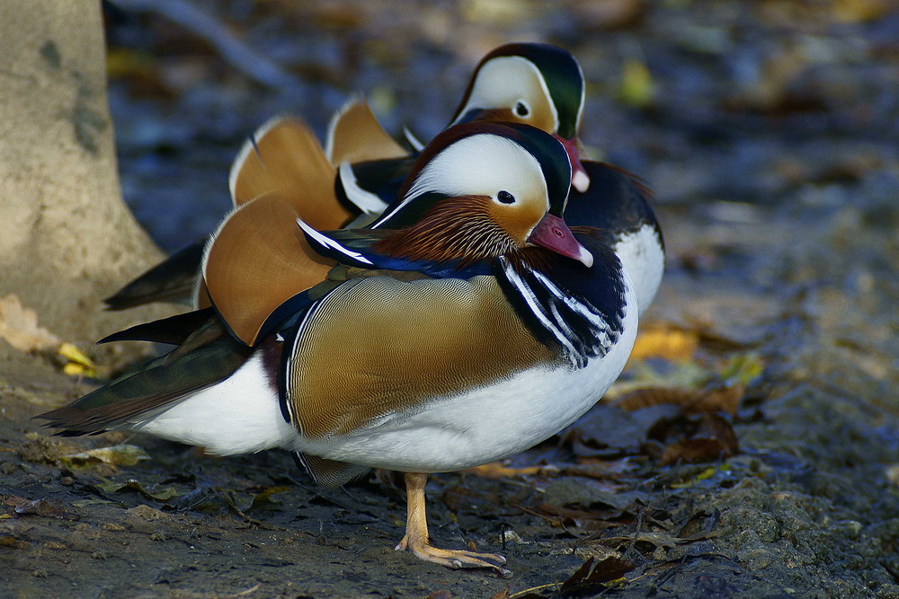 Viste e riviste ma stavolta in due