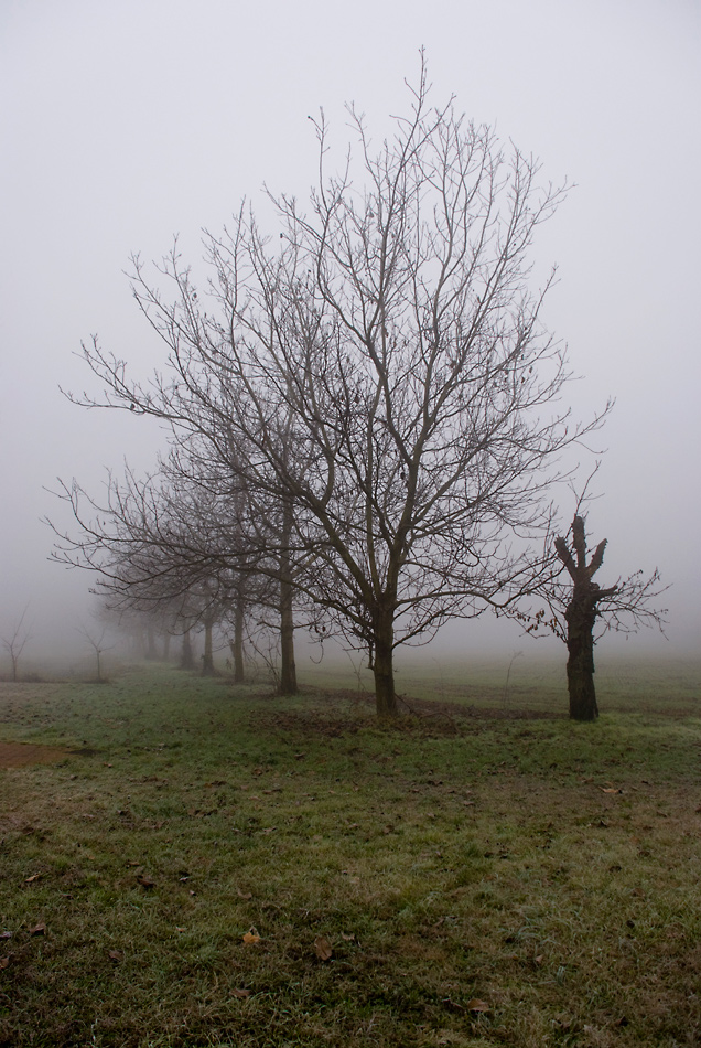 Non sono abeti, ma BUON NATALE