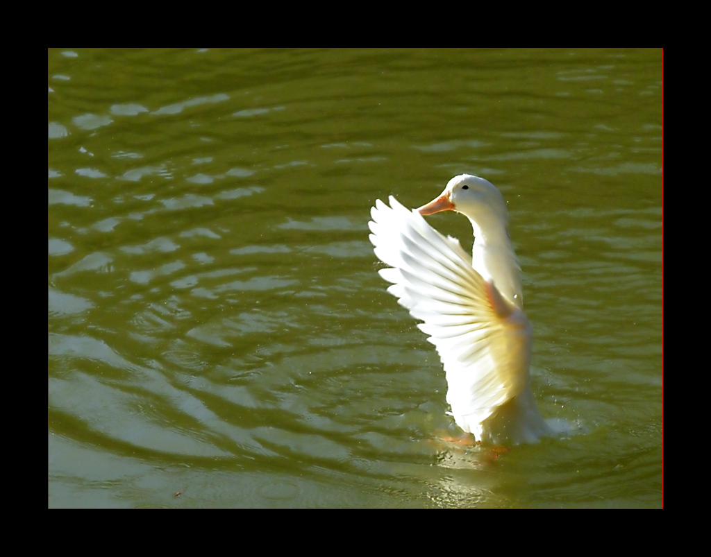 Duck dance