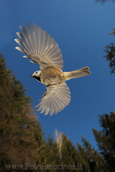 Cincia dal Ciuffo - in Volo sulla foresta