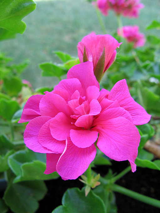 Flower