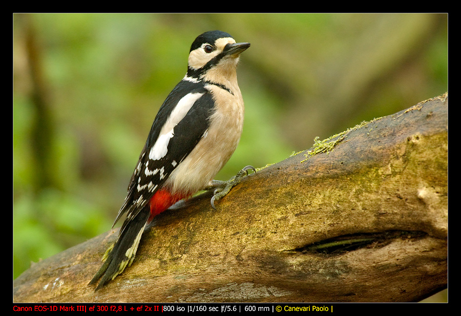 Femmina di Rosso Maggiore