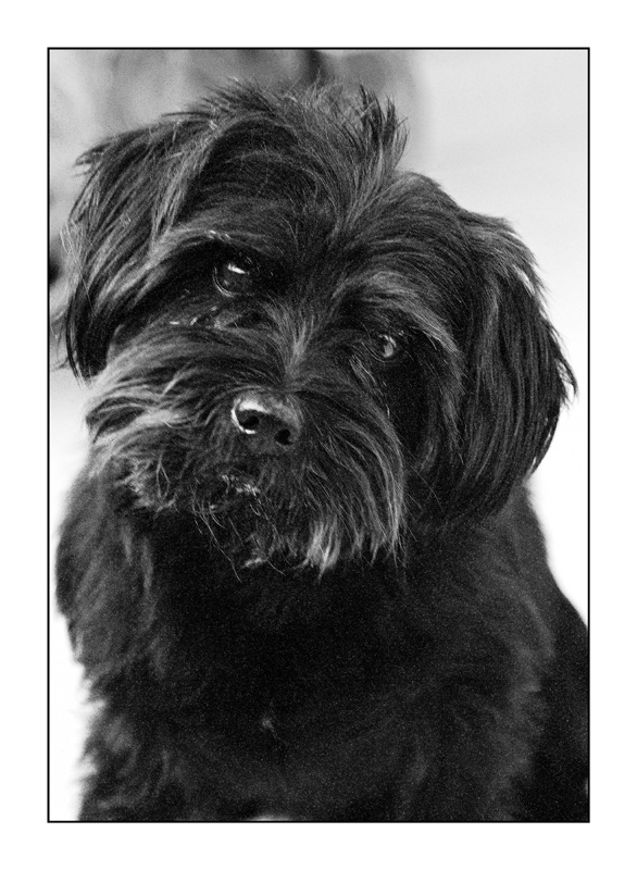 ...doggy...b'n' d'epoca