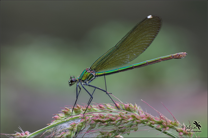 The show must go on!