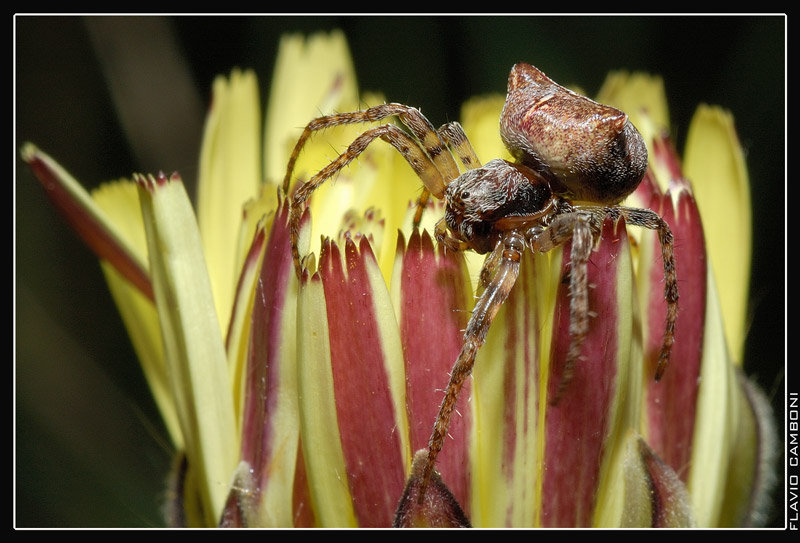 Ragno su fiore