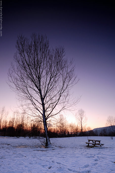 Alberi al tramonto #3