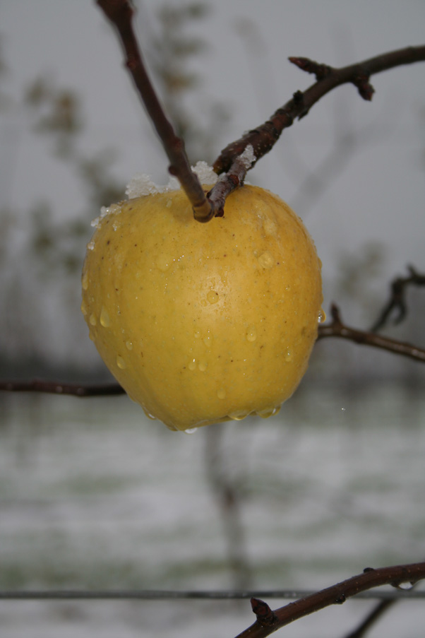 Mela baciata dalla neve