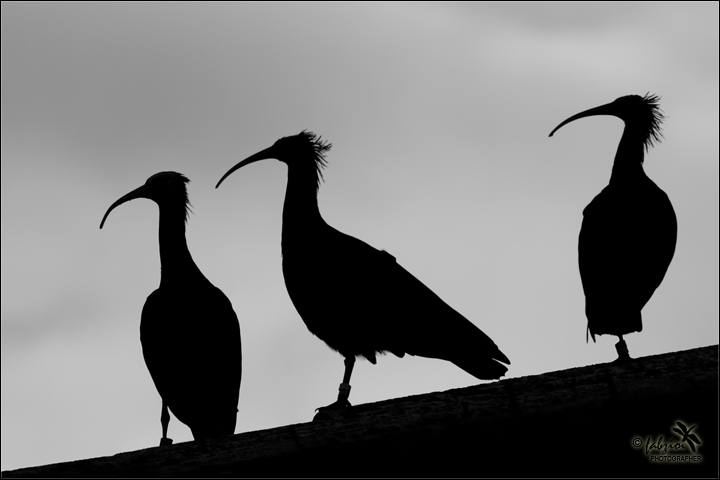 Curvi... in silhouette!