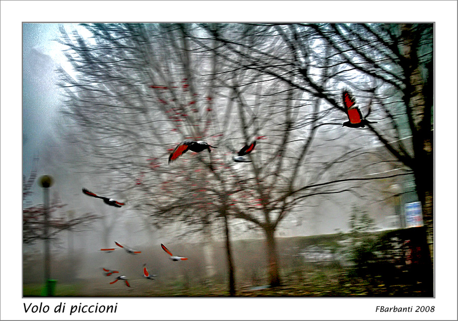 Volo di Piccioni