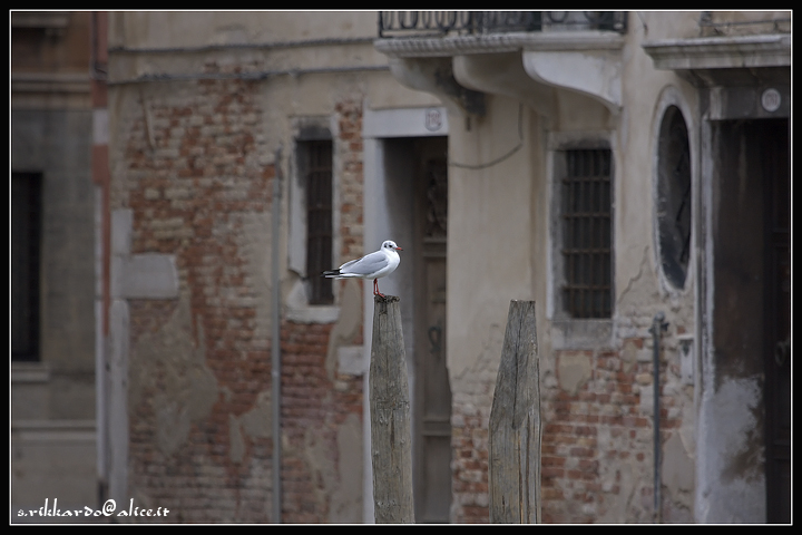 gabbiano a venezia