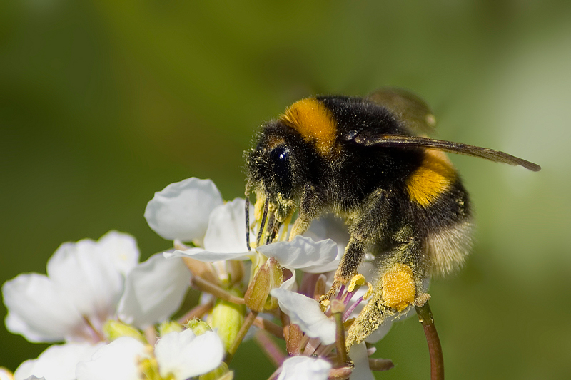 Bombus lucorum