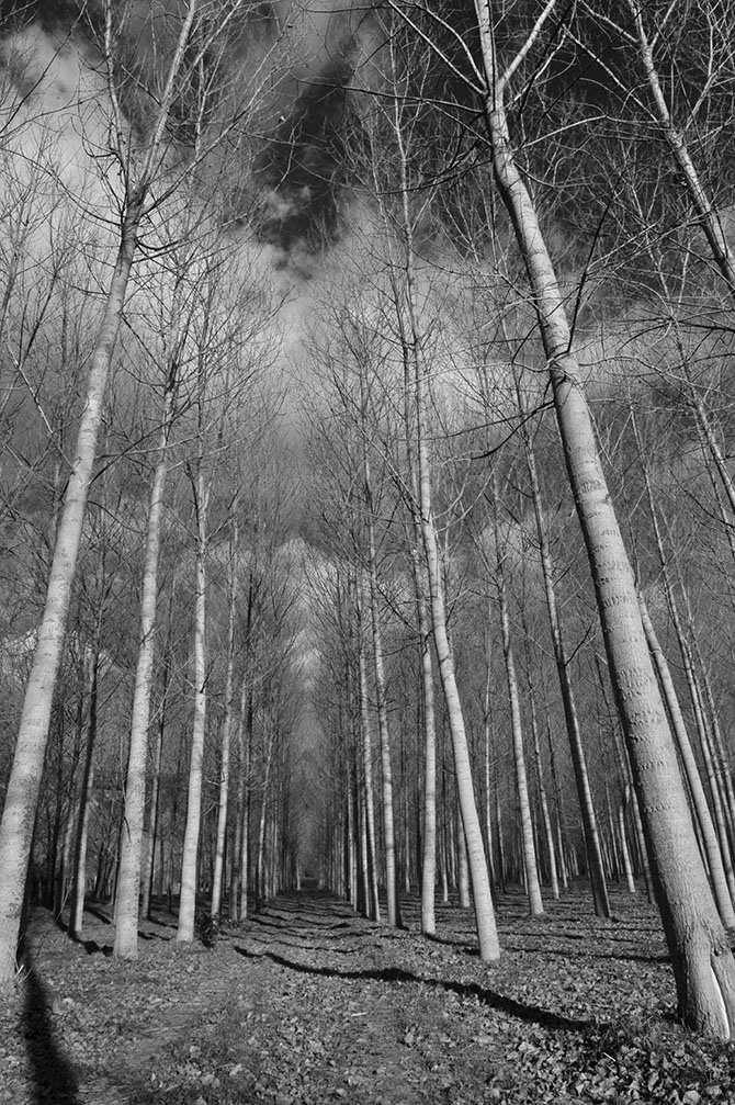 In fondo al bosco...#1