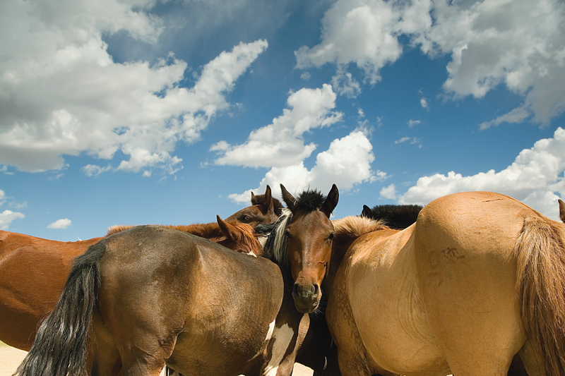 MONGOLIA - Cavallo in posa