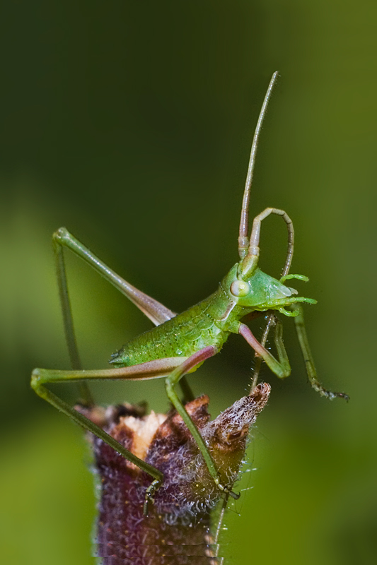 Grillo che si pettina.