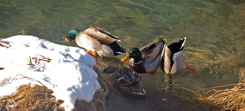 A pesca nel fiume ghiacciato