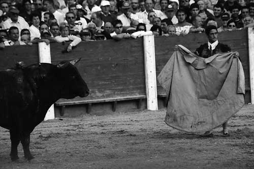 Torero