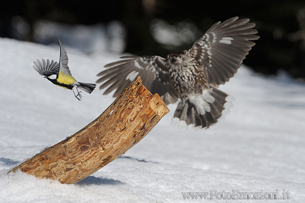 Cincia mia meglio che scappi... ;-)