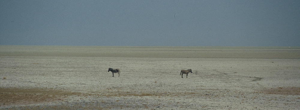 se non chiede scusa lei....