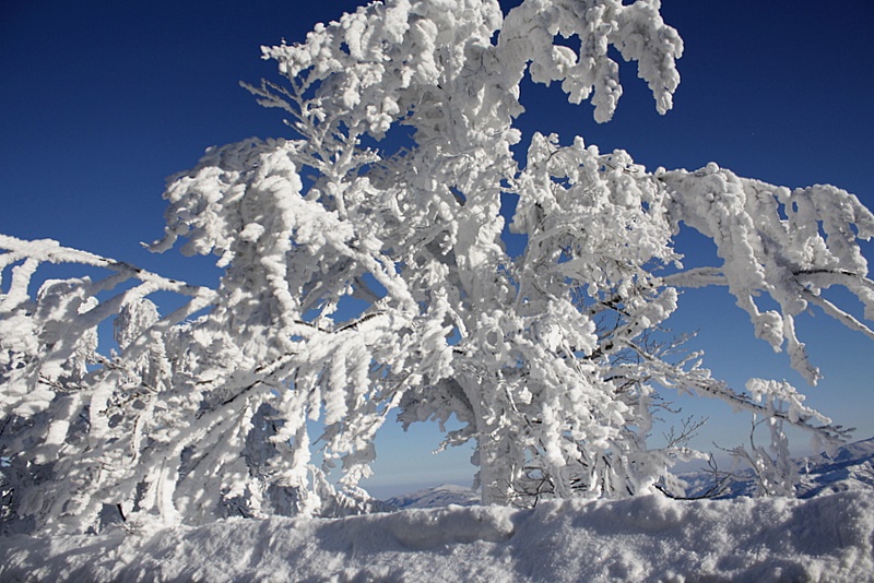 Le fant�me de glace