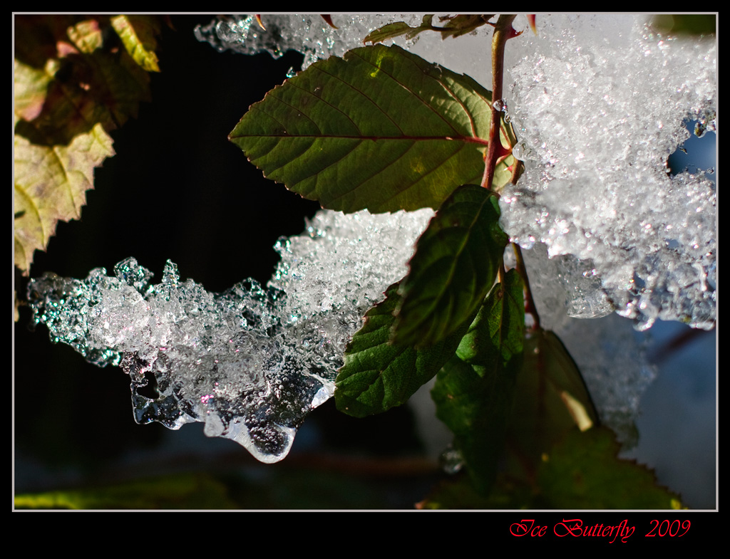 Ice butterfly 2009