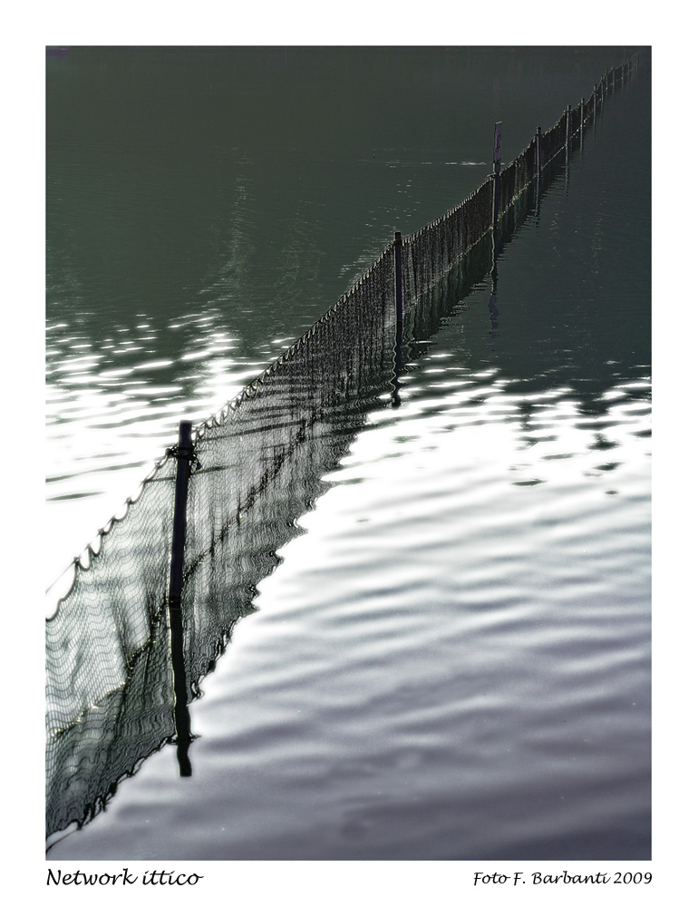 "Network" ittico