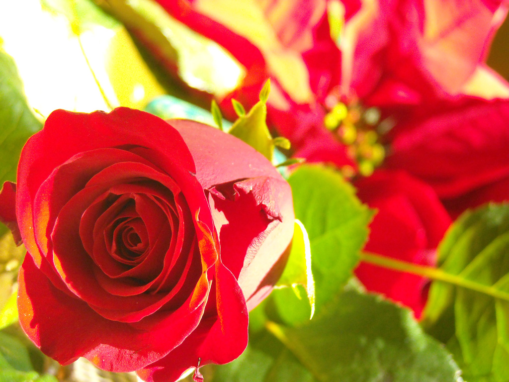 Composizione natalizia